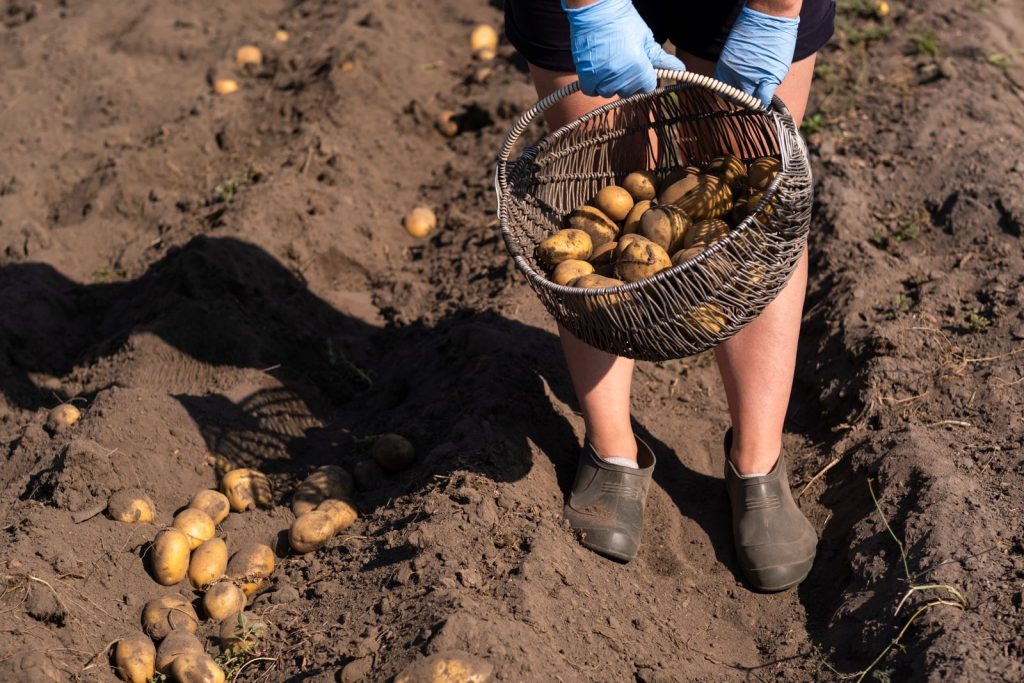 un monsieur récoltant des pommes de terre dans un champ