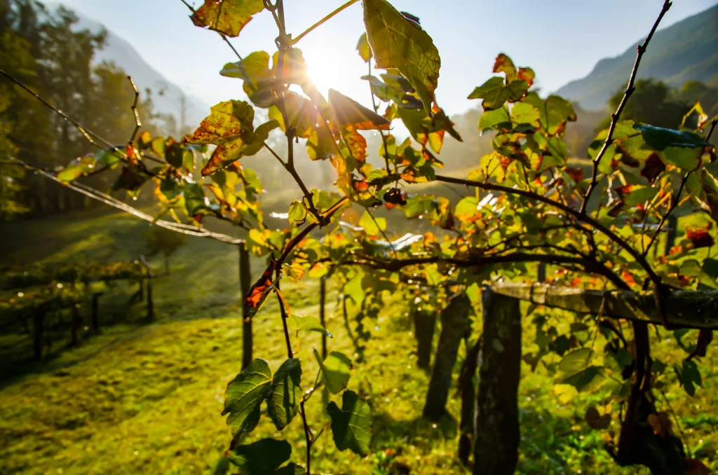champ de vigne sous le soleil