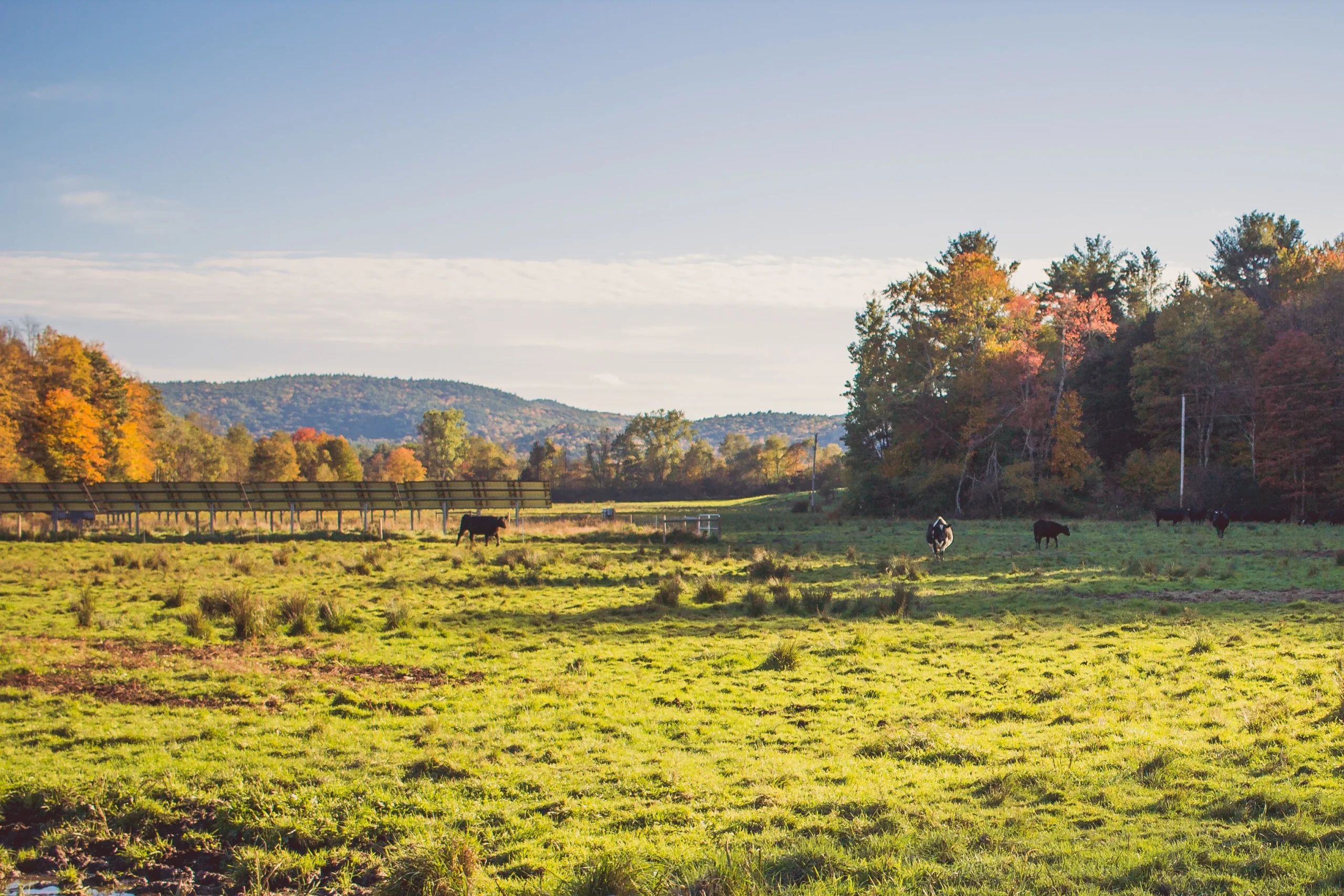 champ de vaches en automne