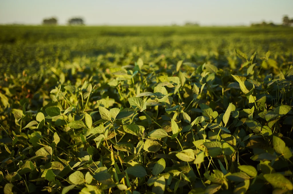 plantation de cultures