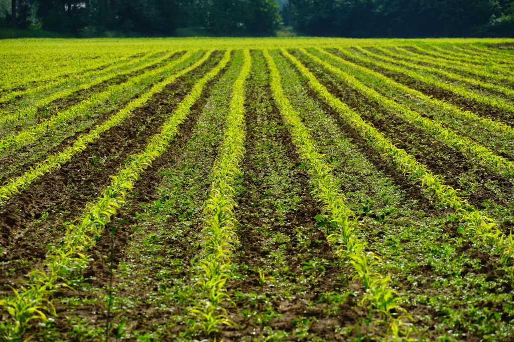 rangées de cultures agricoles dans un champ