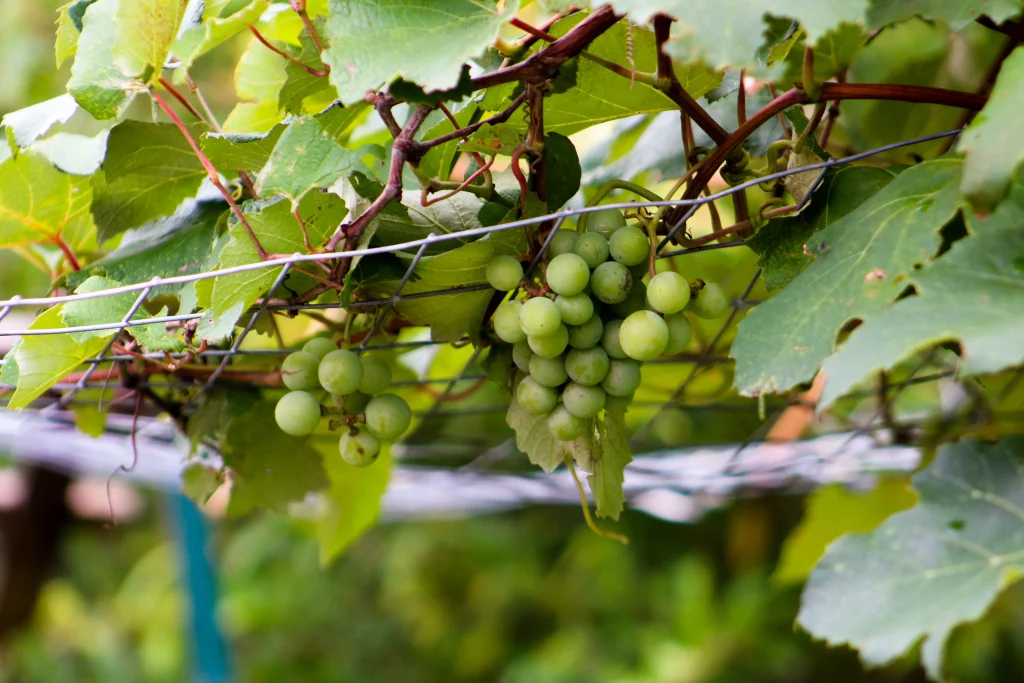 vigne suspendue dans un vignoble
