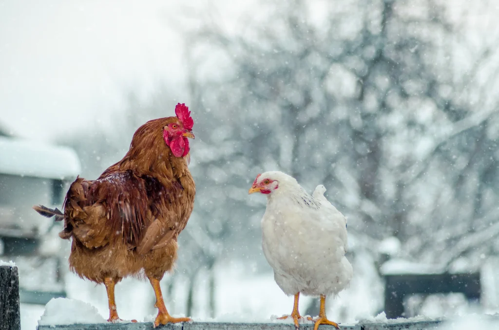 gros plan de poules en hiver dans une ferme 
