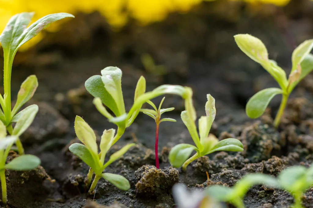 gros plan de petites plantes biologiques dans le champ