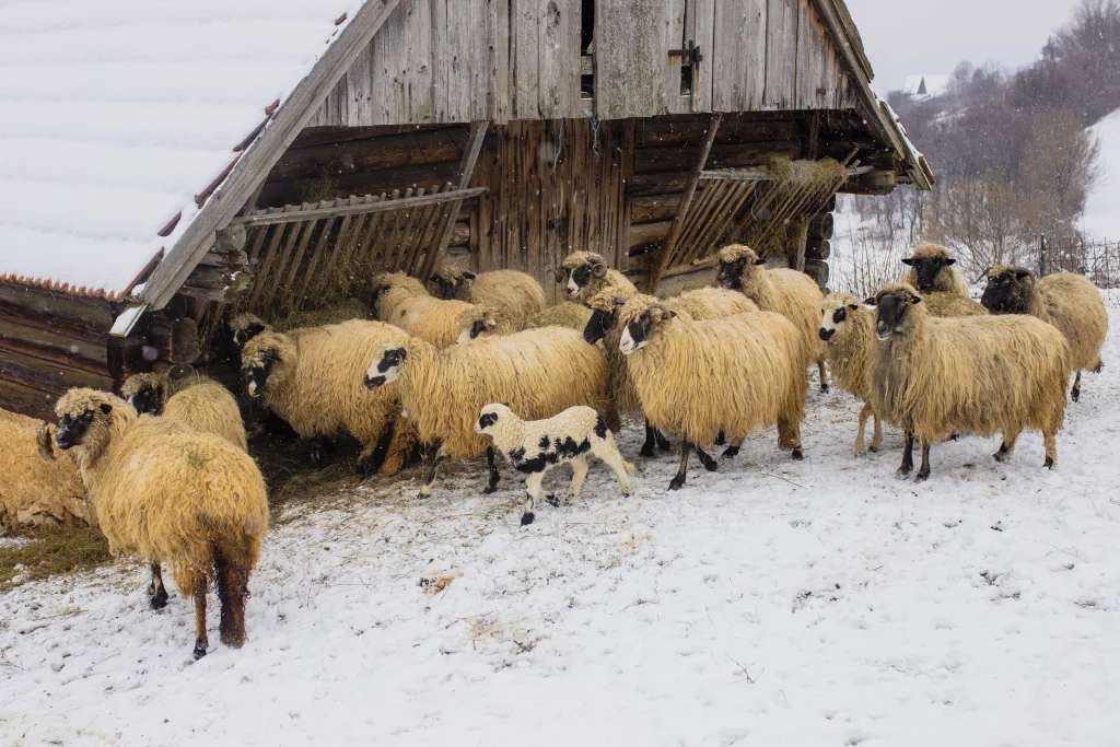 moutons debout dans la neige