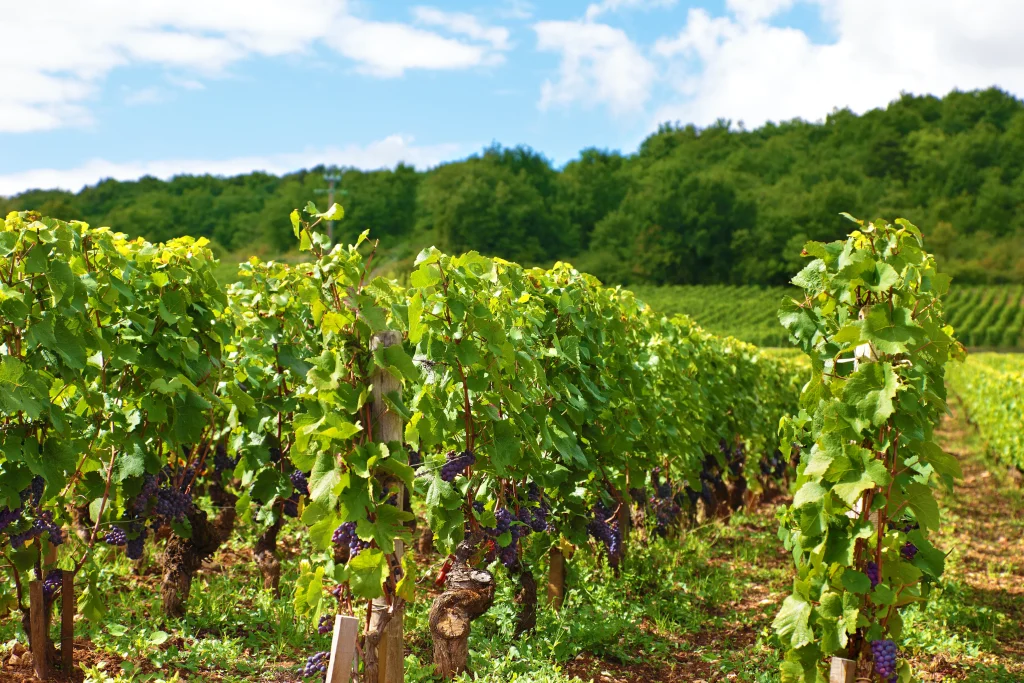 vignoble de france