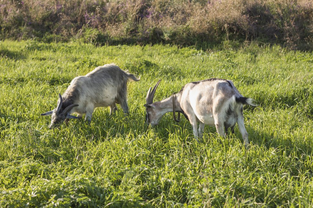 chèvres qui mangent de l'herbe