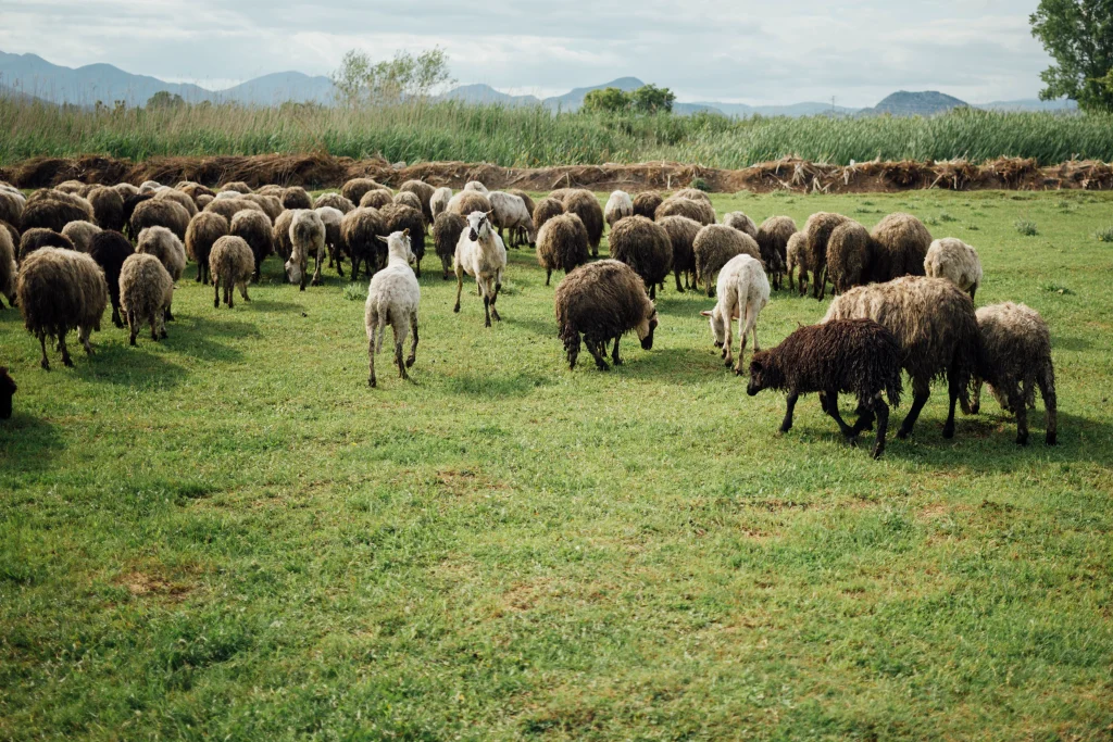 troupeau de moutons en pâturage