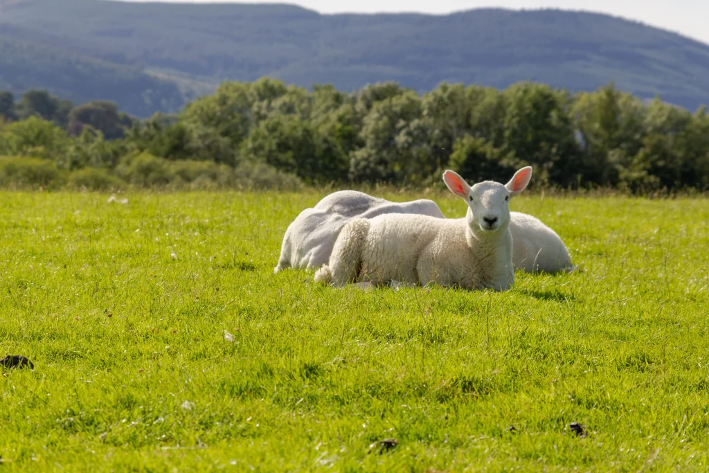mouton blanc assis dans l'herbe