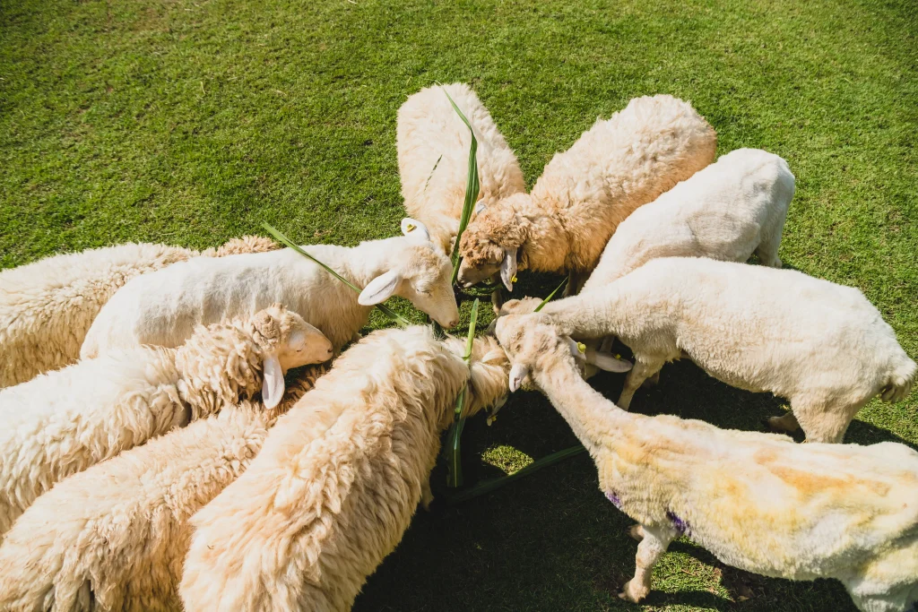 moutons et brebis sur herbe
