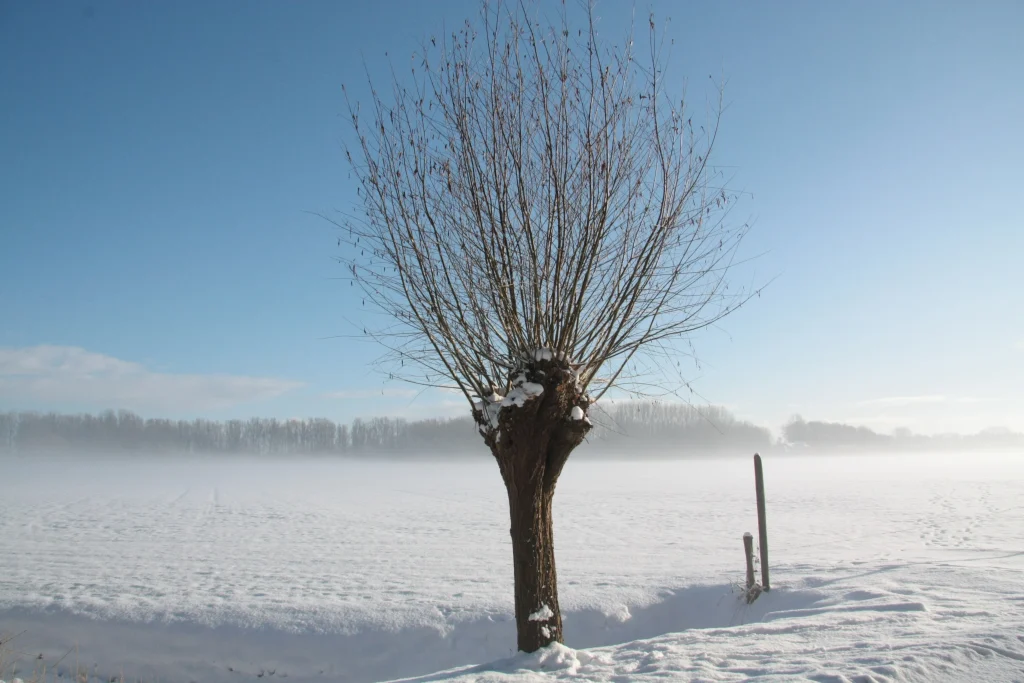 paysage d'hiver avec un arbre