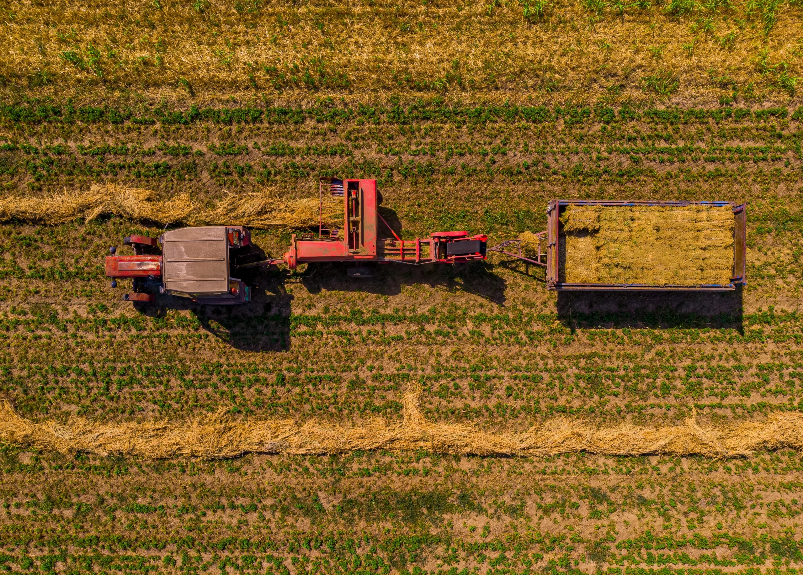 vue du dessus des tracteurs en récolte