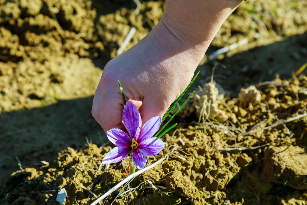une main sur la plante du safran