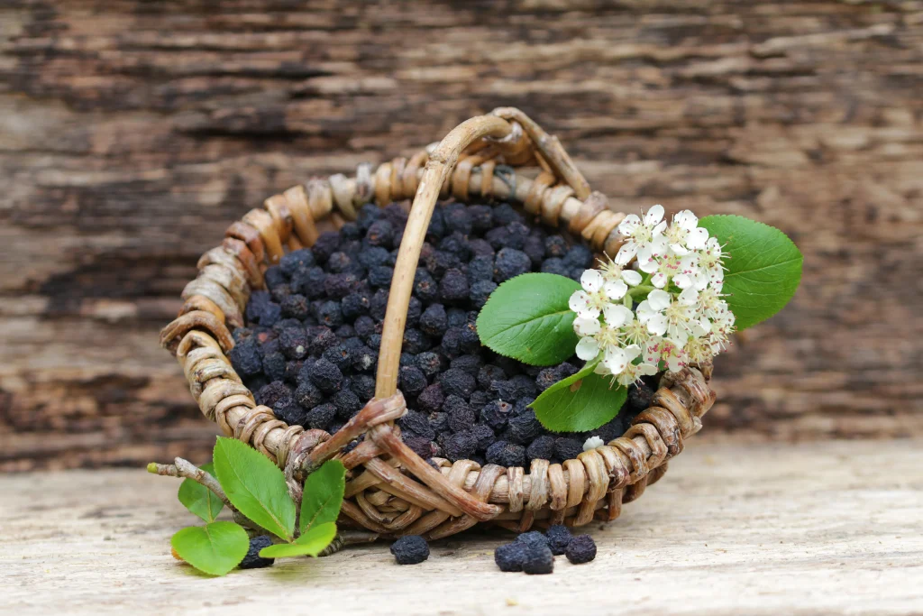 vue rapprochée de baies d'aronia dans un panier