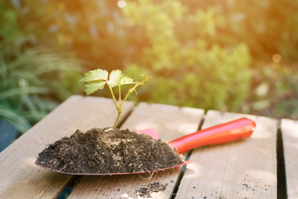bèche arrangée avec terre et plante