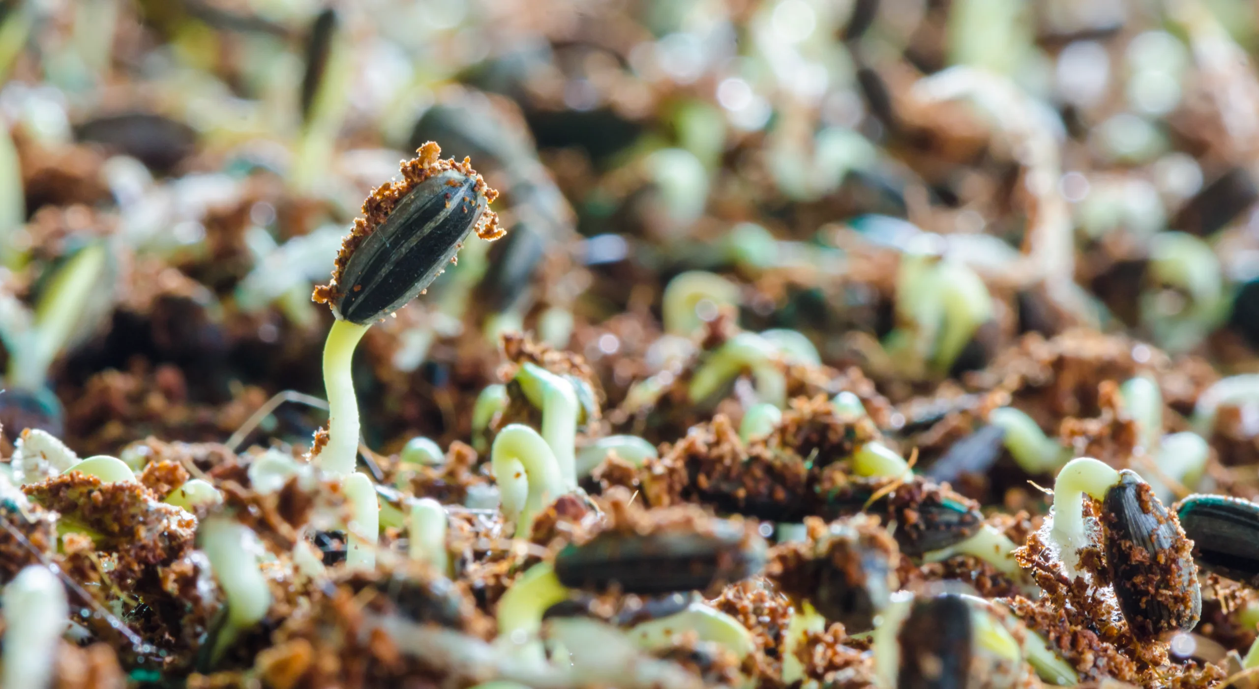 gros plan de vert sur le sol