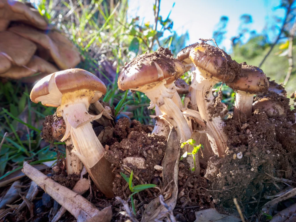 des champignons poussant dans une forêt