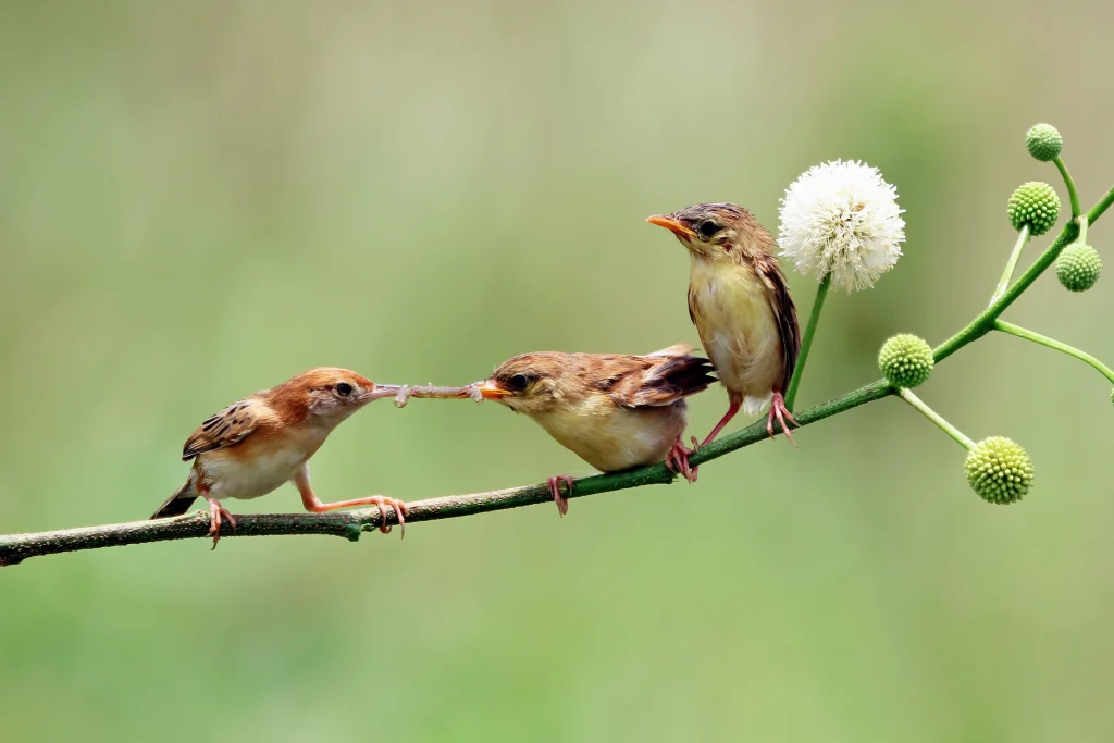 des oisillons attendent à manger sur une branche