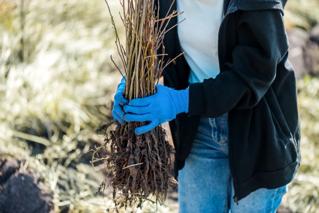 Paille dans des mains 