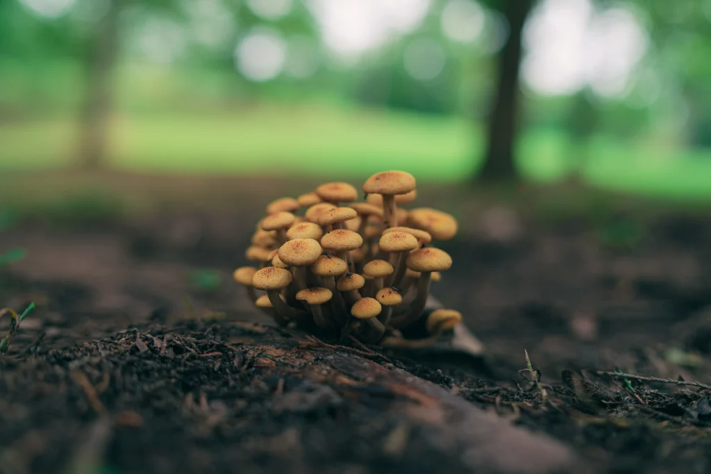 une grappe de petits champignons poussant dans une forêt