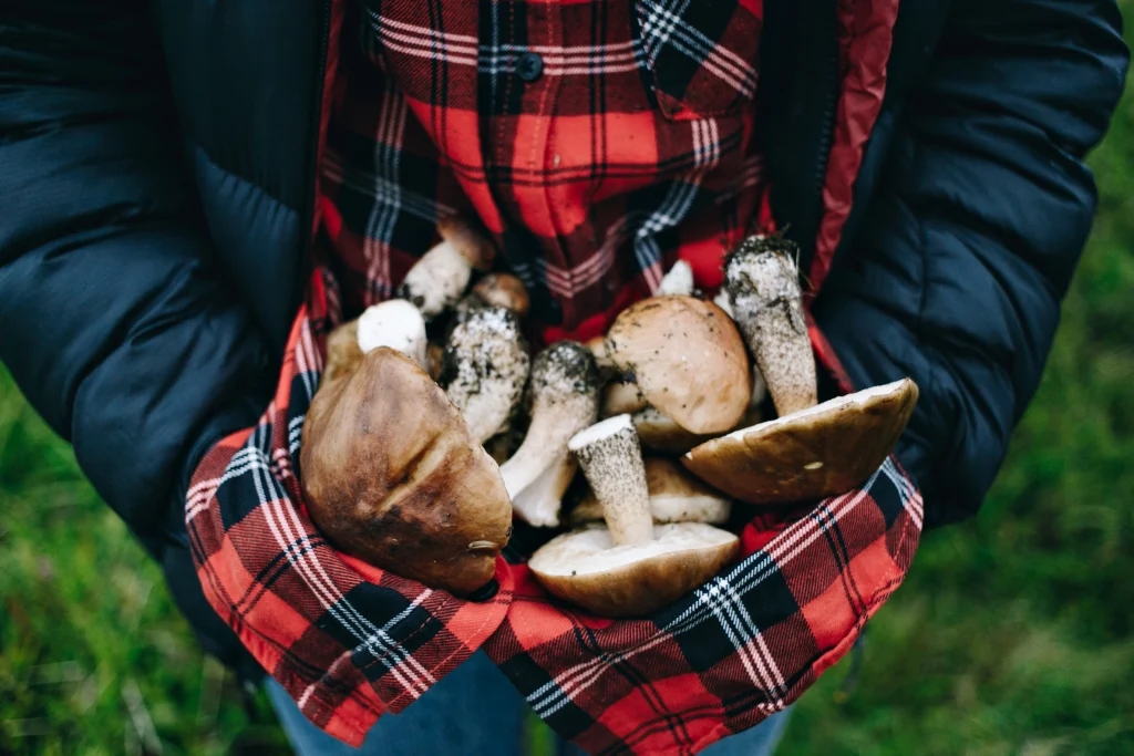 une femme tenant des champignons sauvages dans son tablier