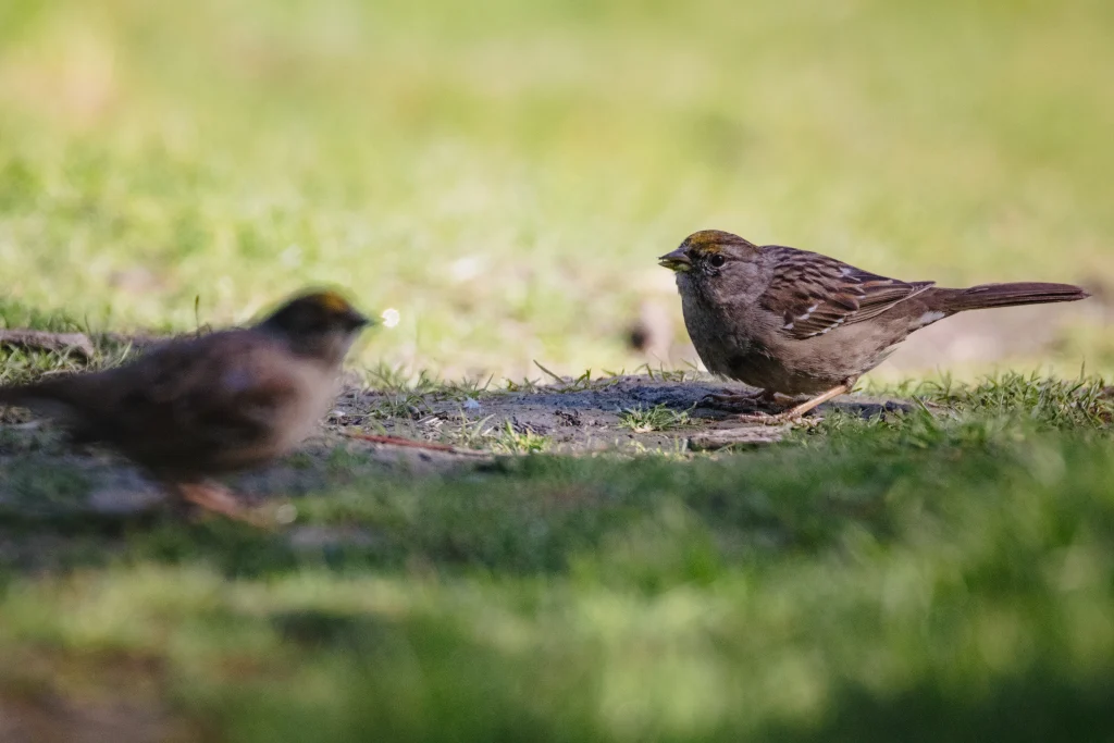 oiseaux bruns sur l'herbe en pleine journée
