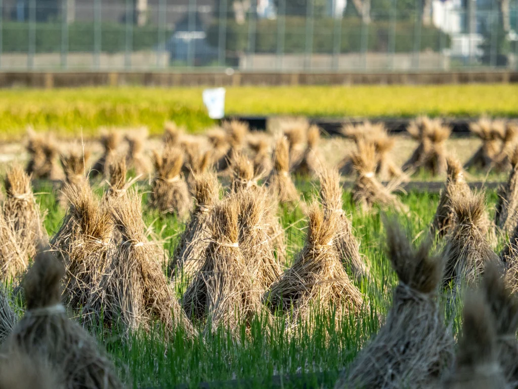 paquets de paille rangés dans un champs