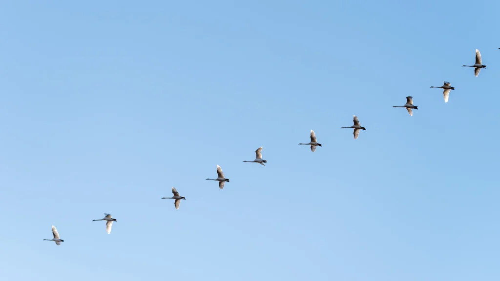 des oiseaux volant dans le ciel
