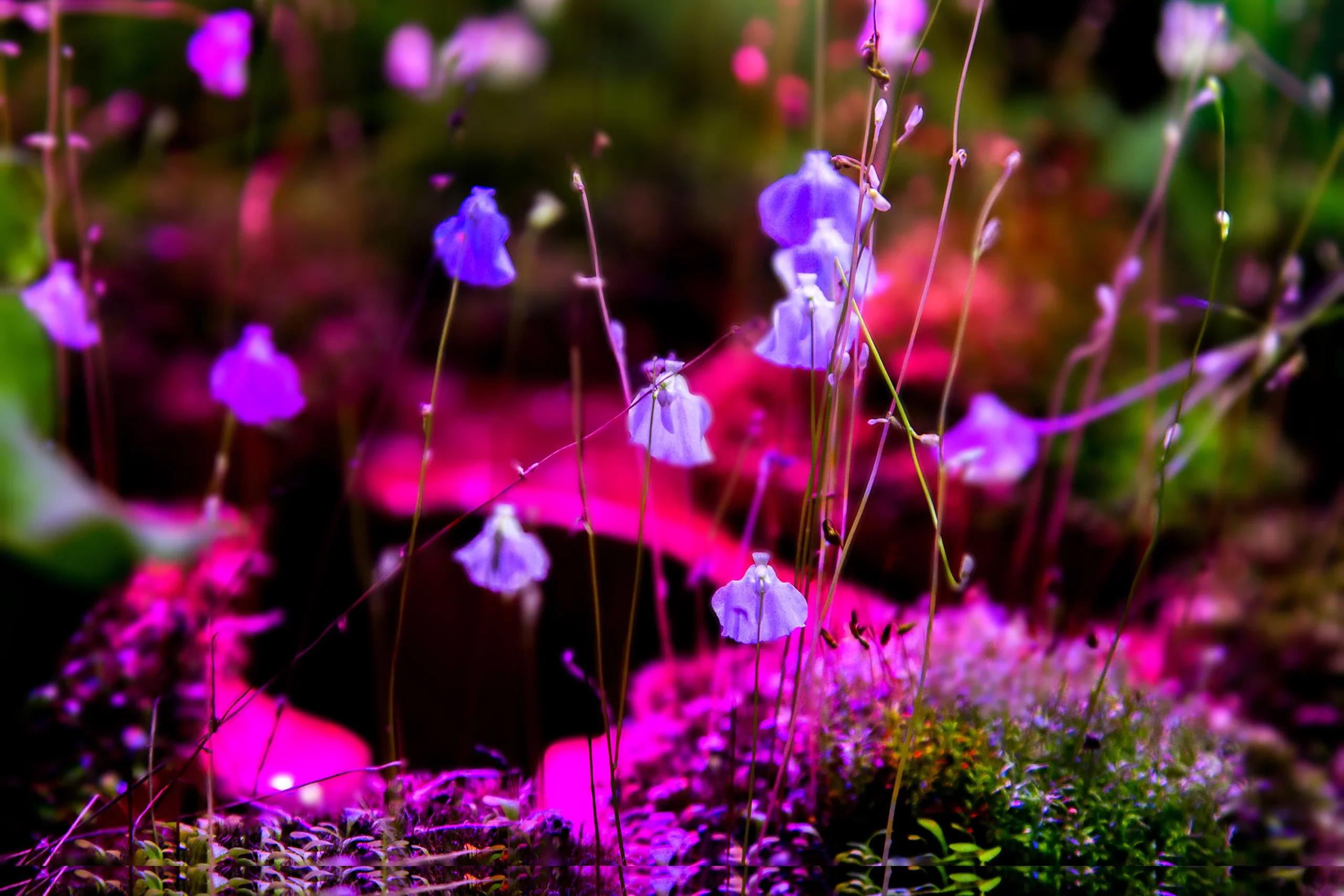 jardin de fleurs phosphorescentes