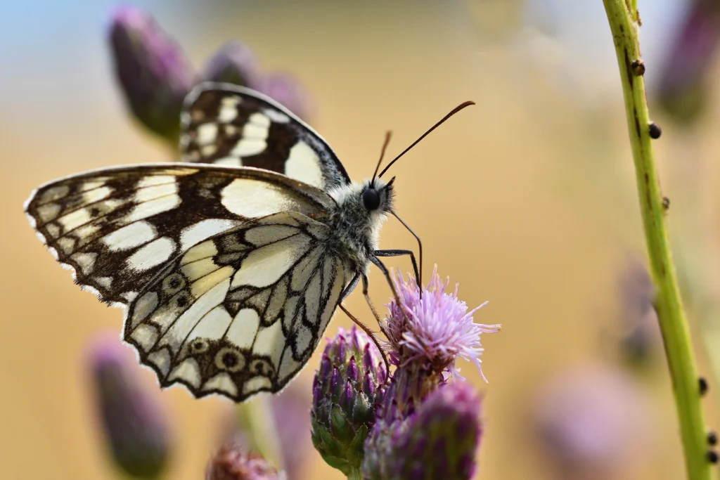 un papillon sur une fleur