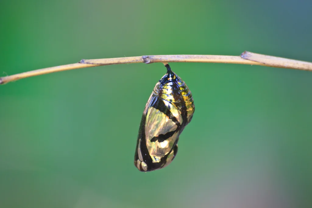 un papillon dans sa chrysalide 