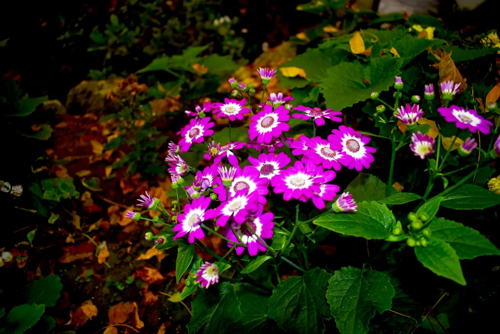 fleurs phosphorescentes violettes