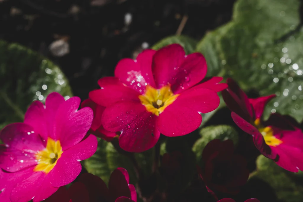 fleurs phosphorescentes roses
