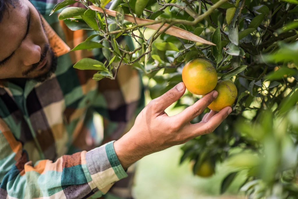 un agriculteur regarde des citrons pousser dans un citronnier