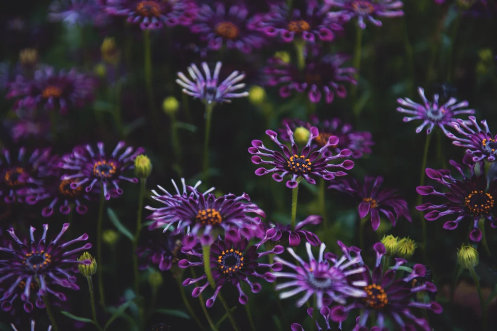 pétales de fleurs violettes