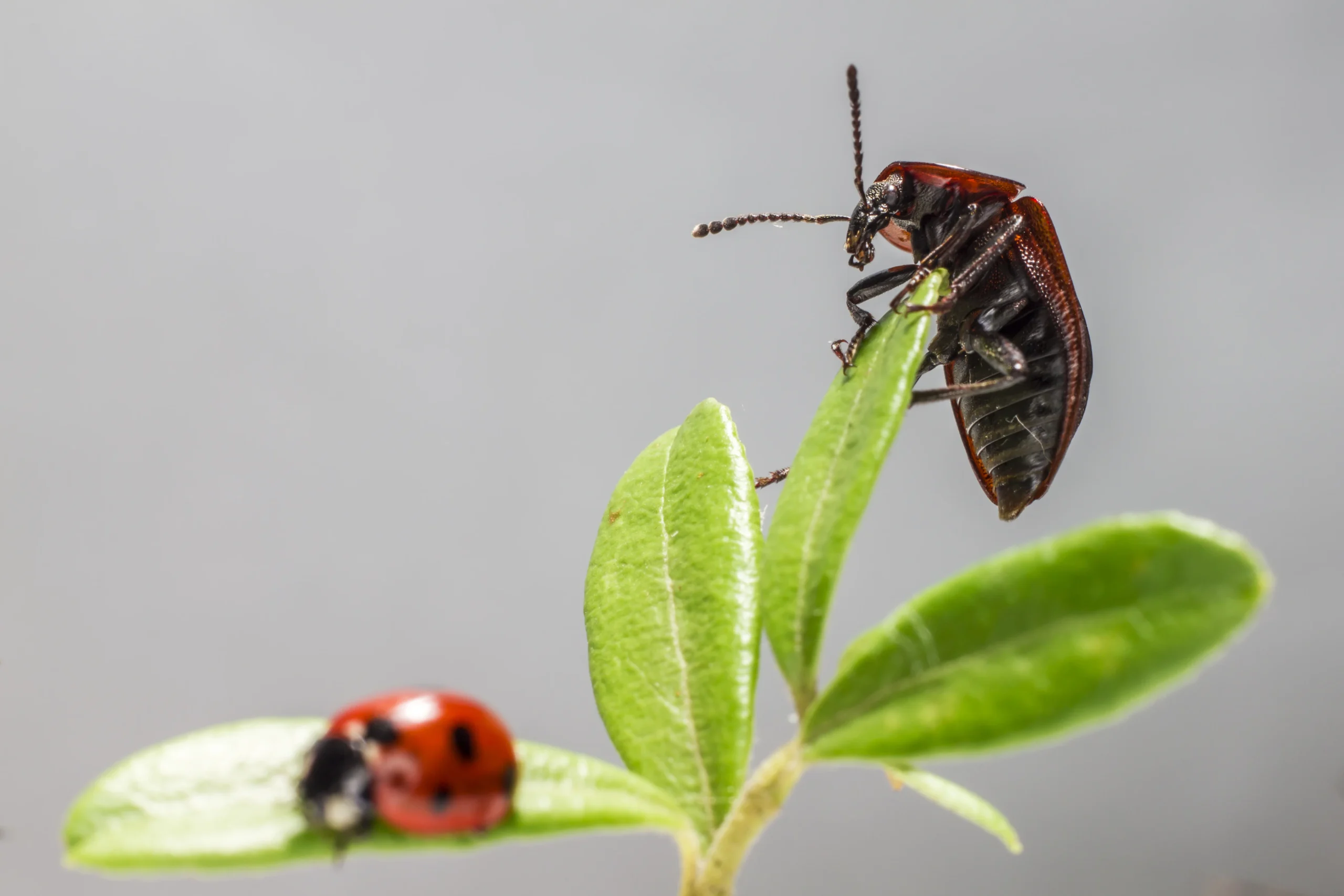 insectes marchant sur une feuille