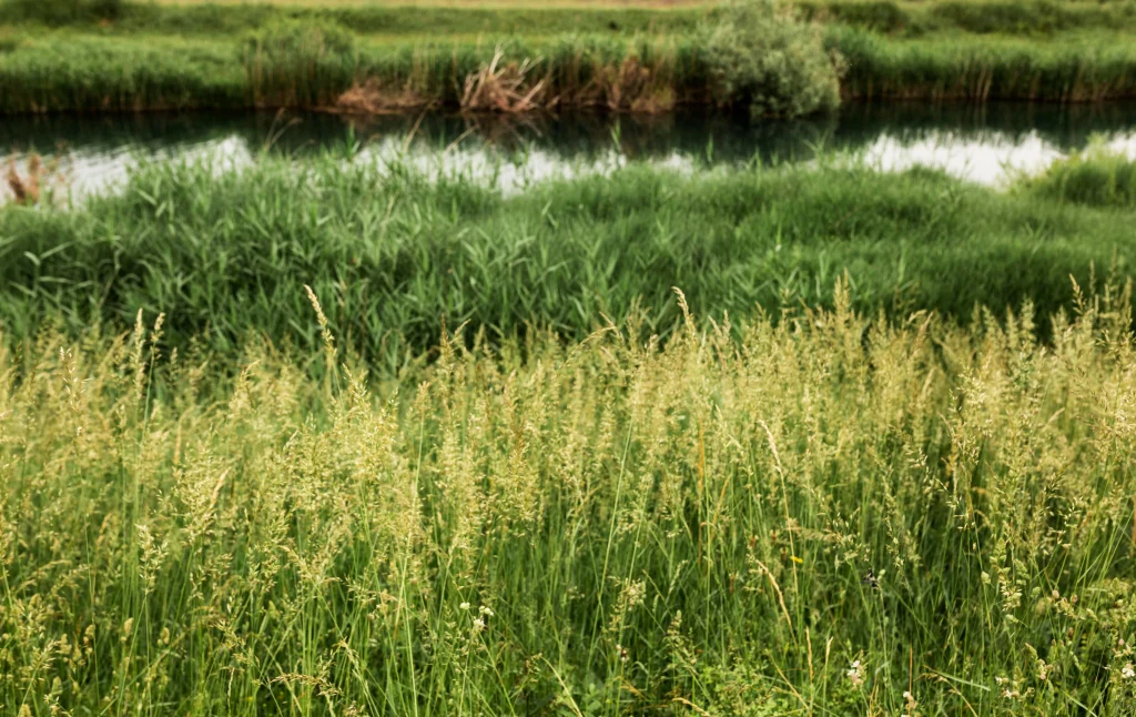 un champs d'herbes hautes
