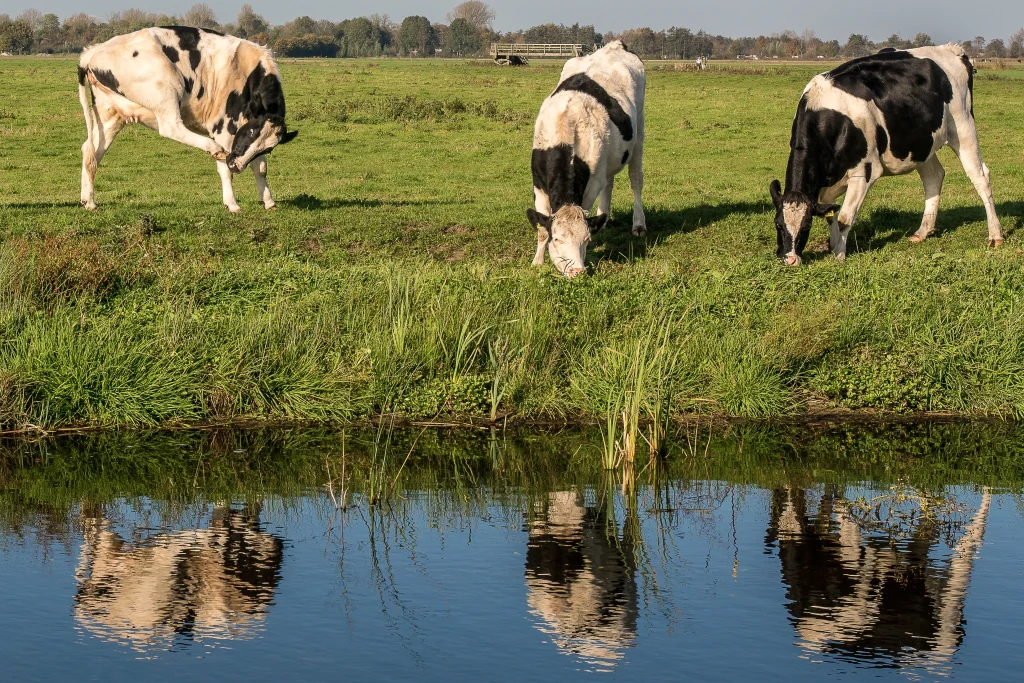 Trois vaches autour d'une marre