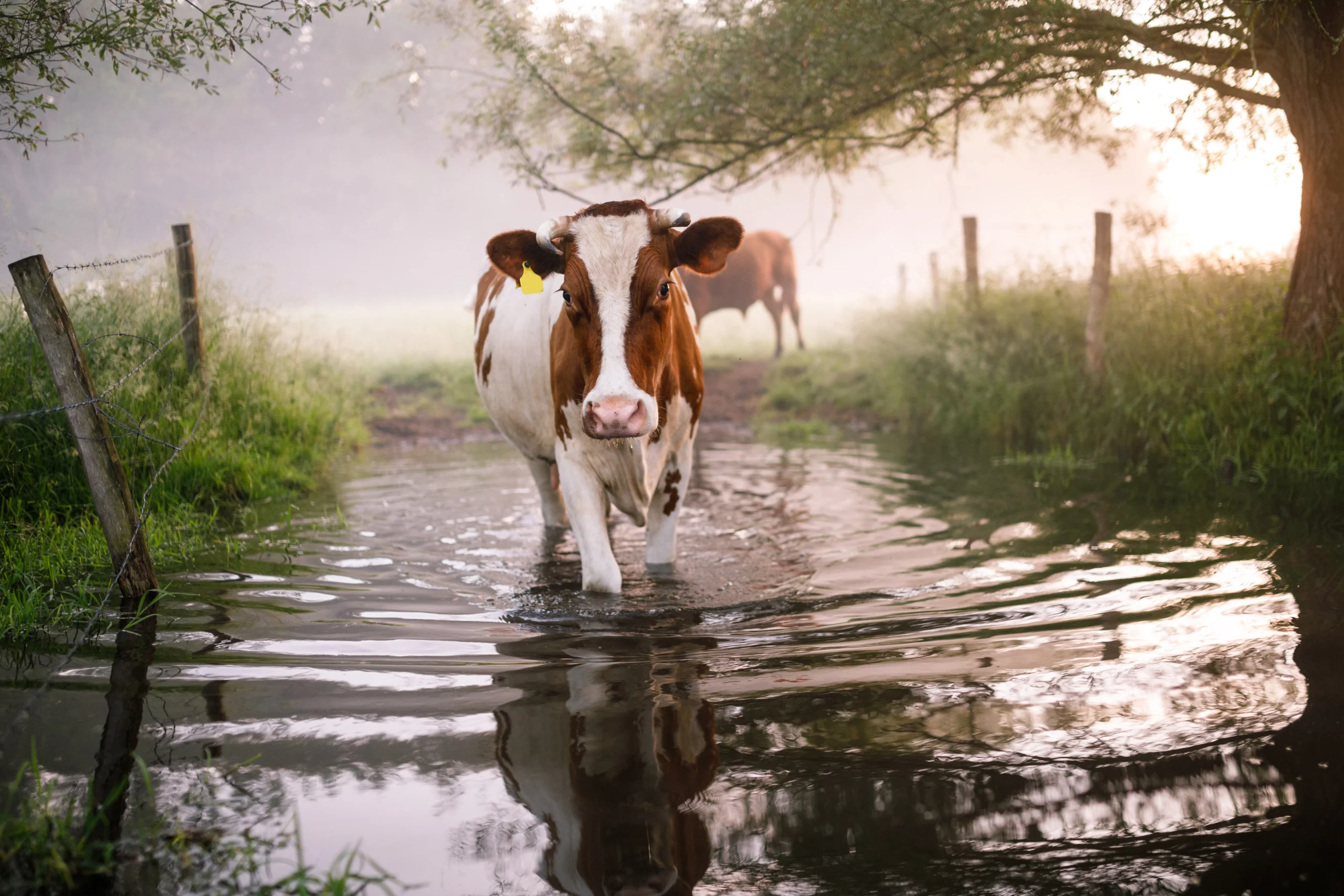 une vache marchant dans l'eau