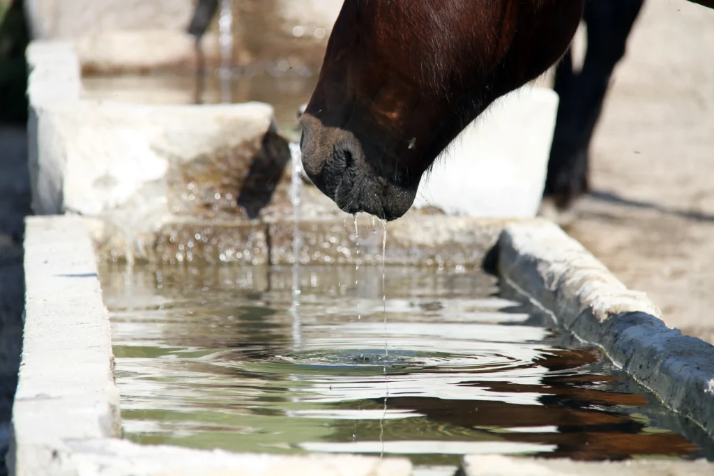 Un cheval qui boit dee l'eau