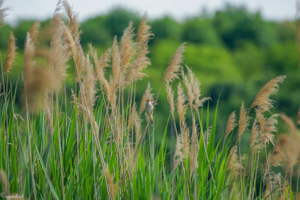 miscanthus