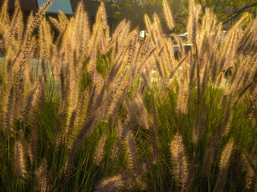 Champs de miscanthus