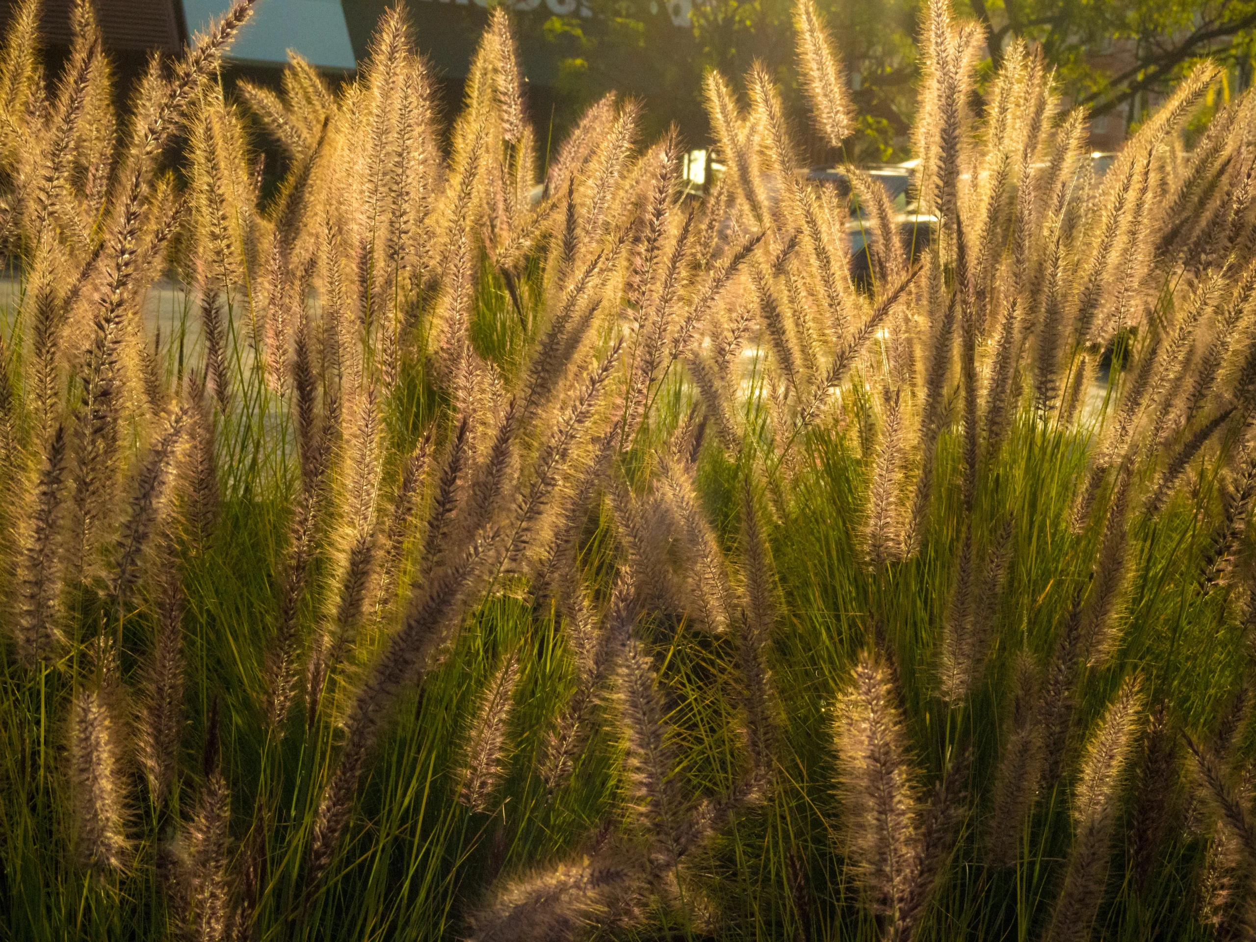 Champs de miscanthus