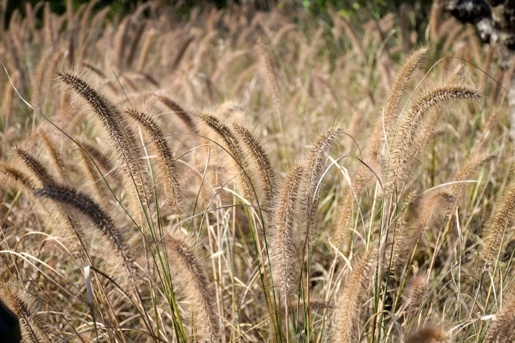 plantation de miscanthus