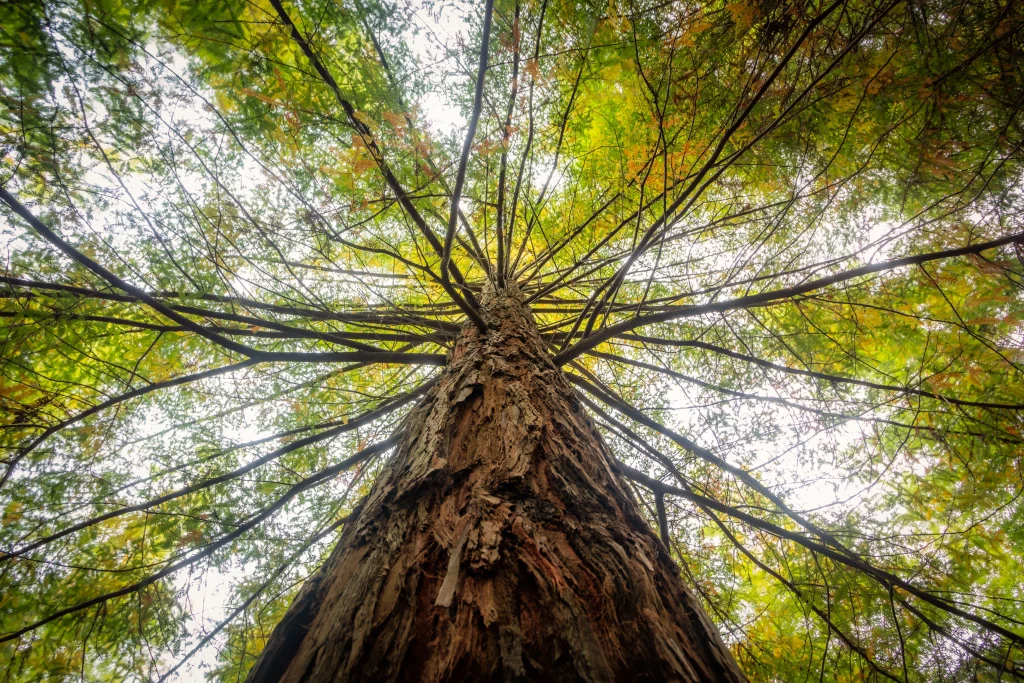 arbre vue du bas