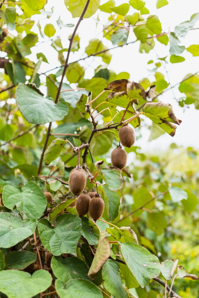 kiwis qui poussent dans l'arbre