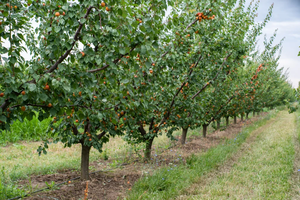 arbres fruitiers dans un champ 