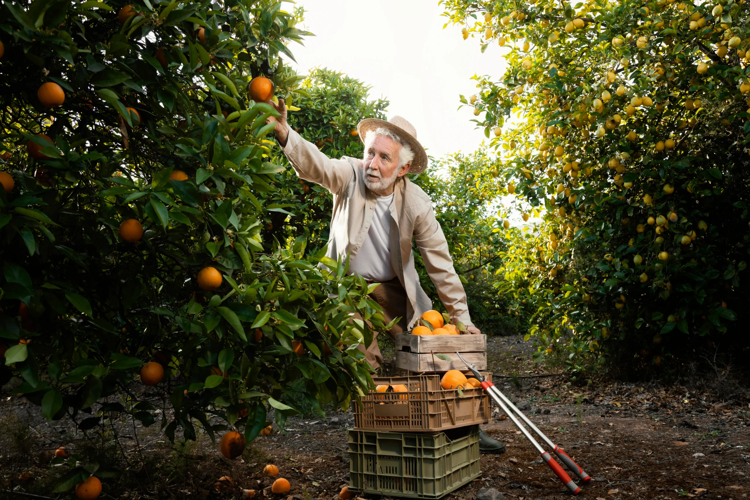 un homme cueillant des fruits dans un arbre