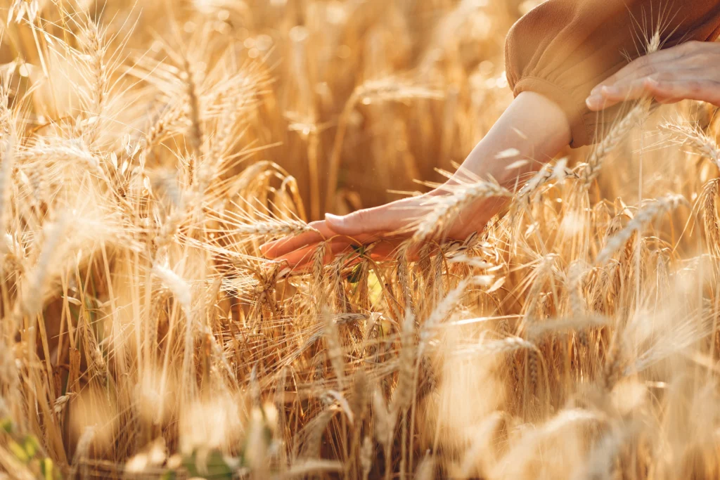 blé dans un champ au soleil